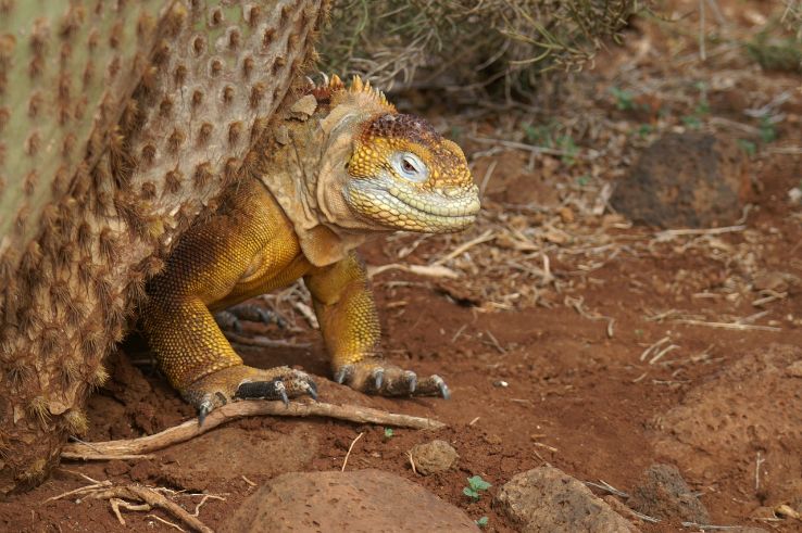 Galapagos National Park Trip Packages