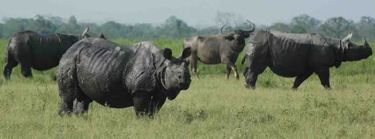 Ecstatic 3 Days 2 Nights Kaziranga National Park Tour Package