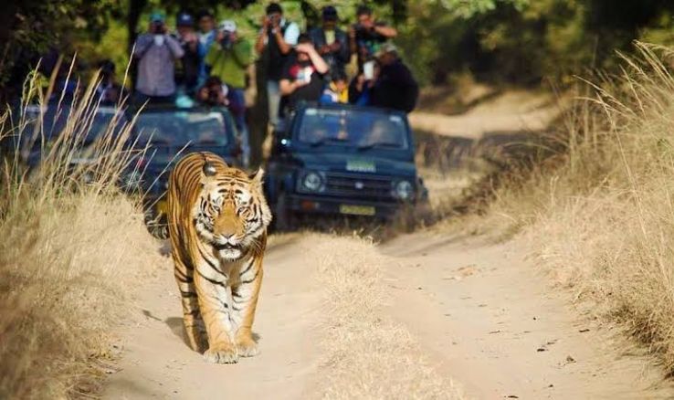 Jungle Safari at Orchha wildlife sanctuary Trip Packages