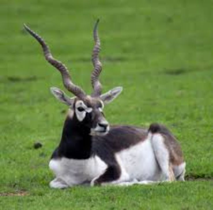 Black Buck Watching Trip Packages