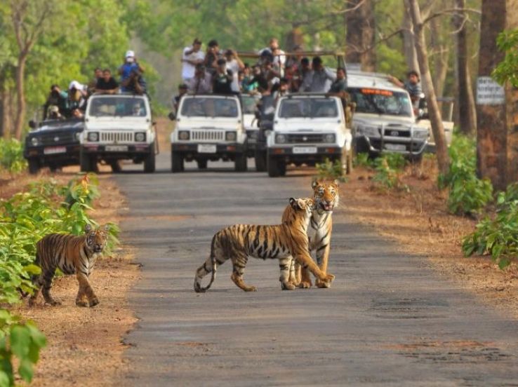 Tadoba Andhari Tiger Reserve Trip Packages