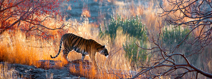 Safari at Buxa Tiger Reserve  Trip Packages
