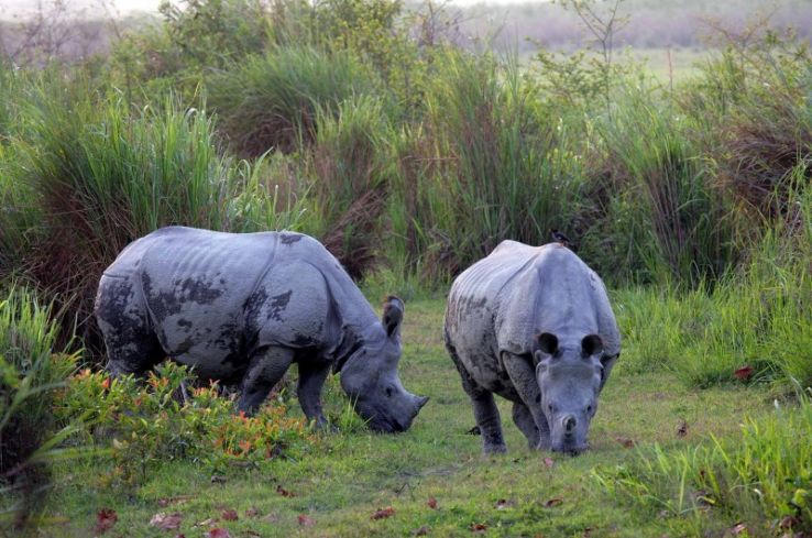 Rhino Watch at Chapramari Wildlife Sanctuary Trip Packages