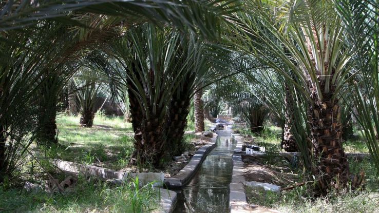 Al Ain Oasis Trip Packages Al Ain Oasis Trip Packages
