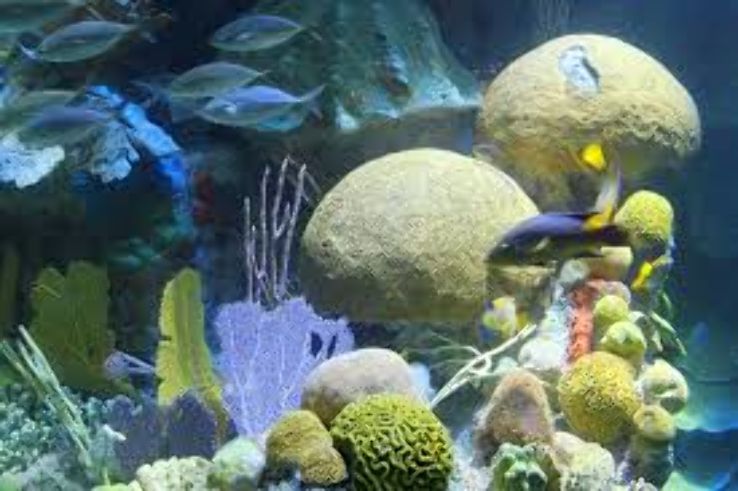 New England Aquarium Trip Packages
