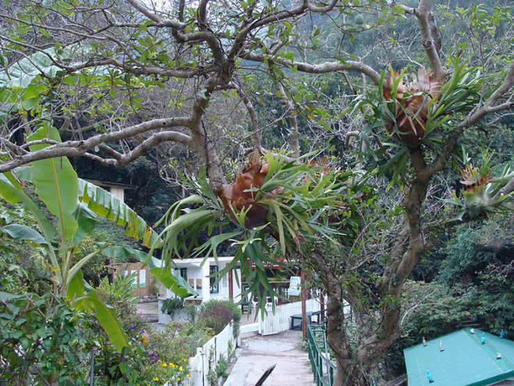 Kadoorie Farm and Botanic Garden Trip Packages