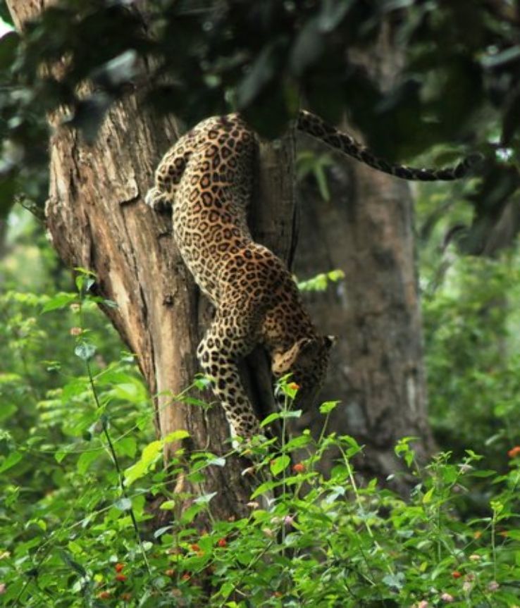 Jungle Safari in Kabini Trip Packages