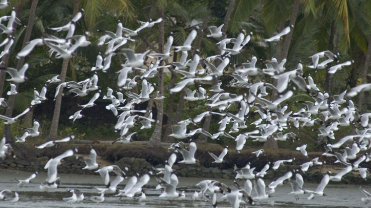 Kadalundi Bird Sanctuary Trip Packages