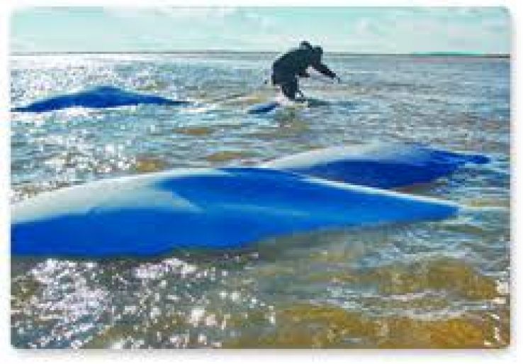 Kamogawa Sea World Trip Packages