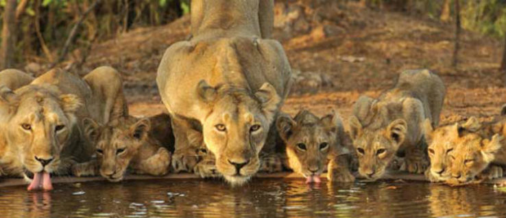Amazing 3 Days jungle safari at gir national park Tour Package