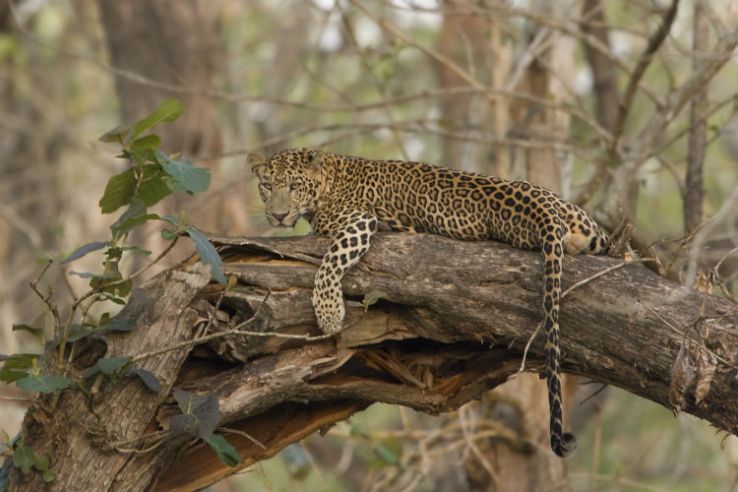 Kabini River Lodge Trip Packages