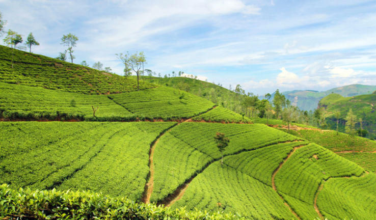 Kolukkumalai Tea Estate Trip Packages