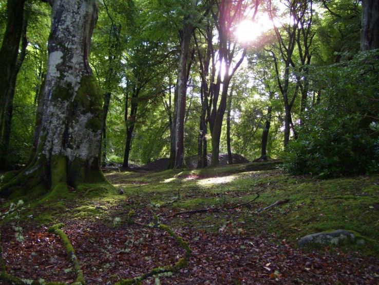 The Boston Woods Trust Trip Packages