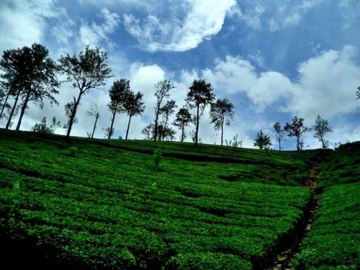 Heart-warming 5 Days 4 Nights Munnar Friends Trip Package