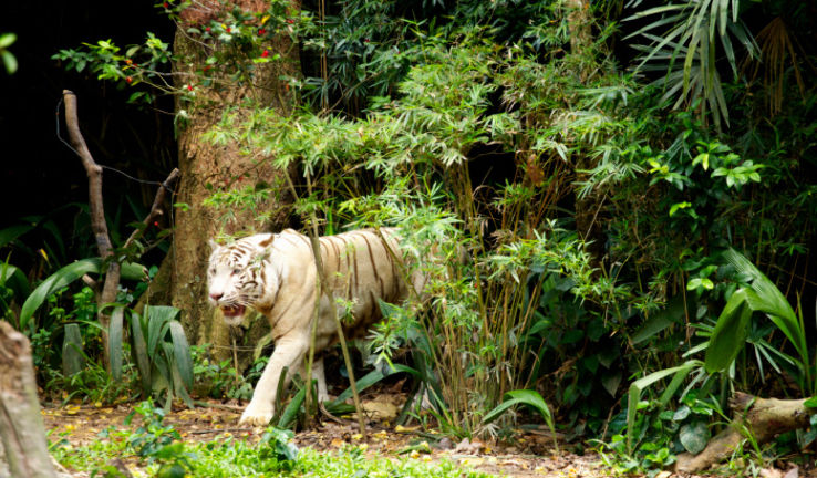 Tiger View Jungle Camp Trip Packages
