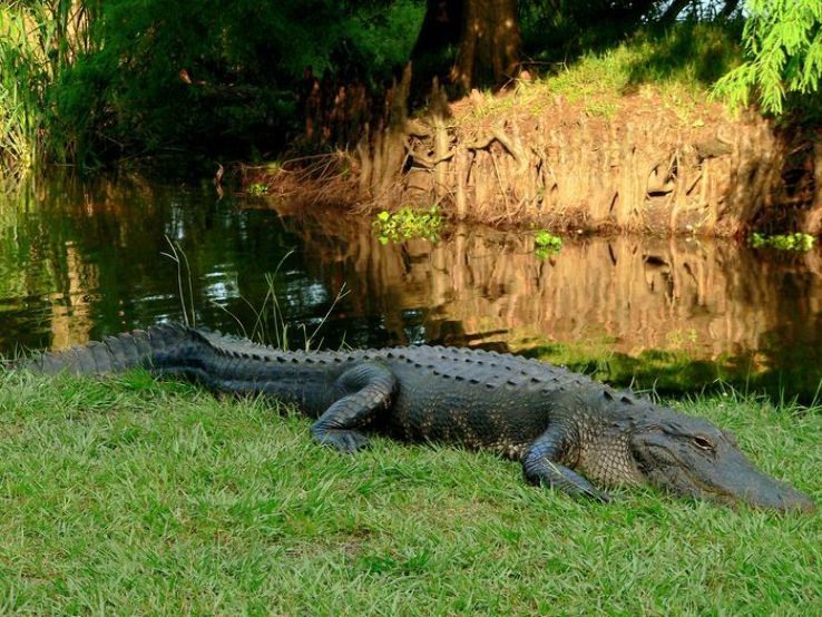 Lake Alice Trip Packages