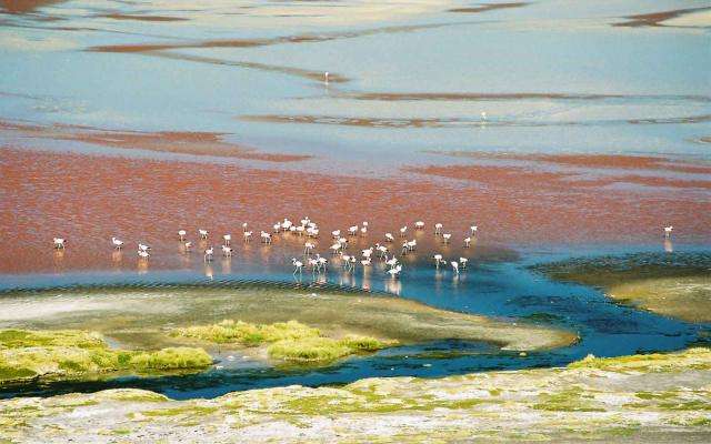 Laguna Colorada Trip Packages