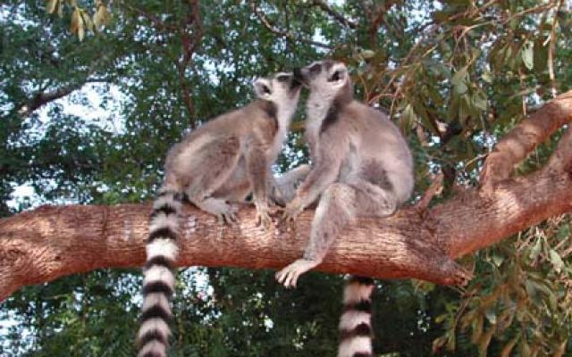 Toliara Trip Packages