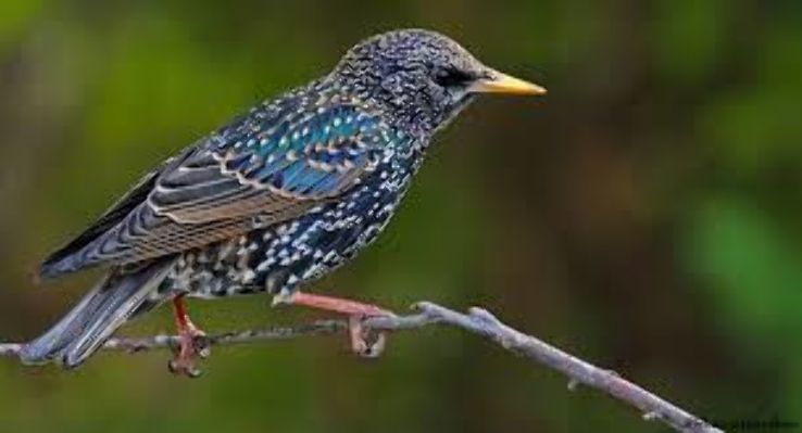 Kharmour Bird Sanctuary  Trip Packages