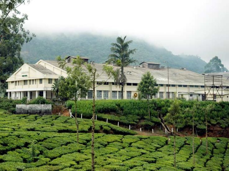 Tea Factories  Trip Packages