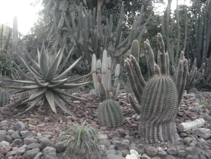 Cactus Garden Trip Packages