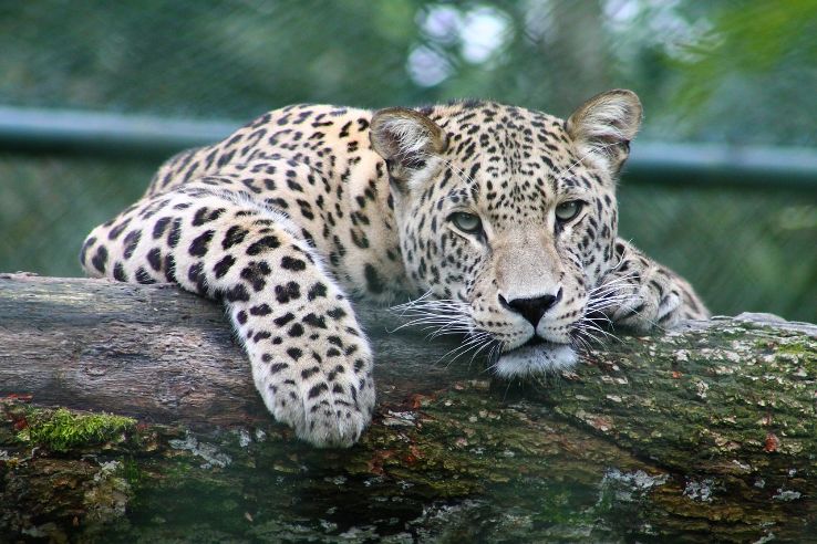 Kuala Lumpur National Zoo Trip Packages