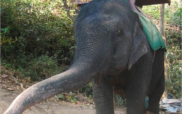 Ride An Elephant Trip Packages