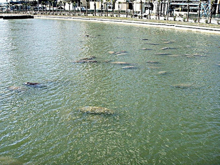 Manatee Viewing Center Trip Packages