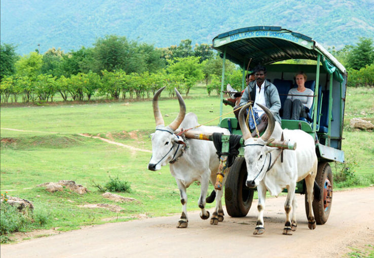 Bullock Cart Discovery  Trip Packages
