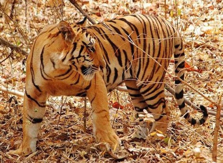 Nagzira Wildlife Trip Packages Nagzira Wildlife Trip Packages
