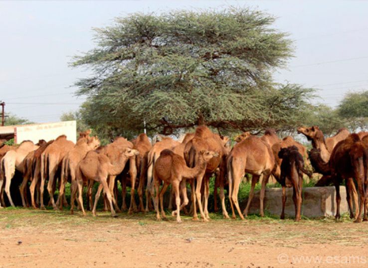 National Research Centre on Camel Trip Packages