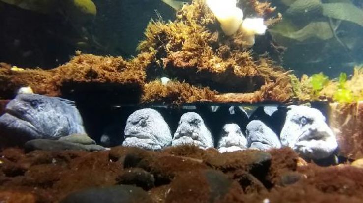 Nausicaa Centre National de la Mer Trip Packages