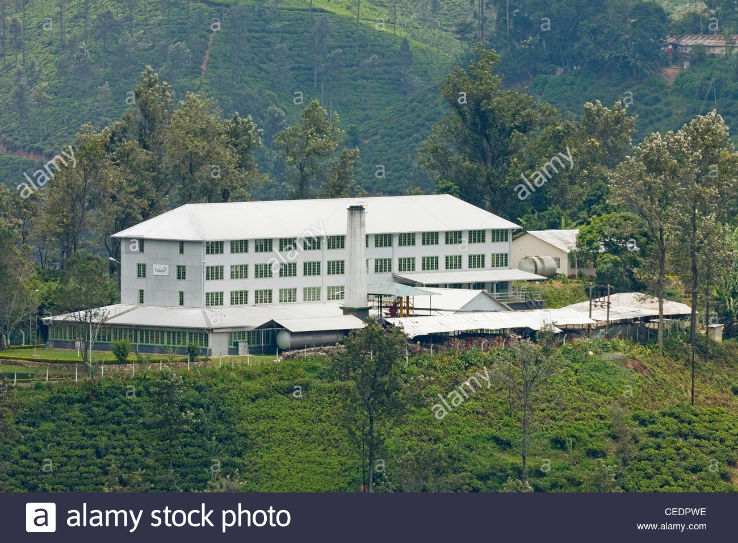 Newburgh Green Tea Factory , ella, Sri Lanka Top Attractions, Things