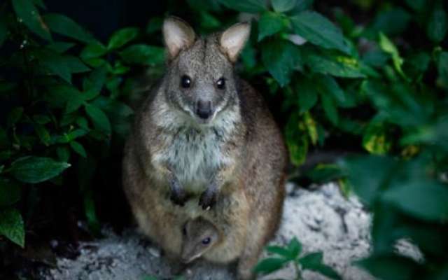 Night Safari Wallaby Trail Trip Packages
