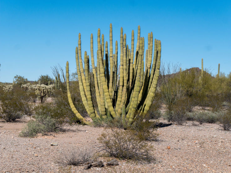 Organ Pipe Cactus National Monument Trip Packages