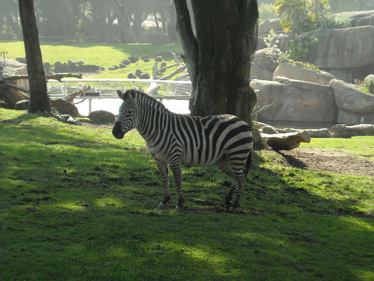 San Francisco Zoo Trip Packages