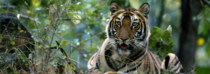 Periyar Tiger Trail Trip Packages