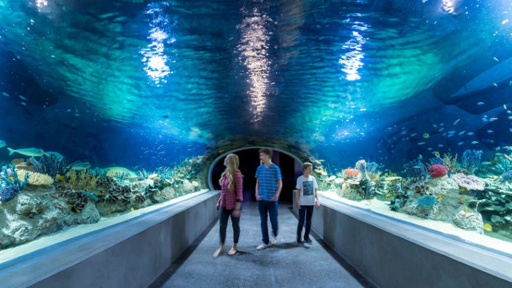 OdySea Aquarium Trip Packages