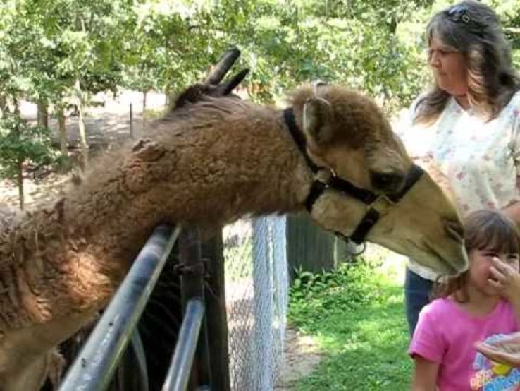 Wilsons Wild Animal Park Trip Packages