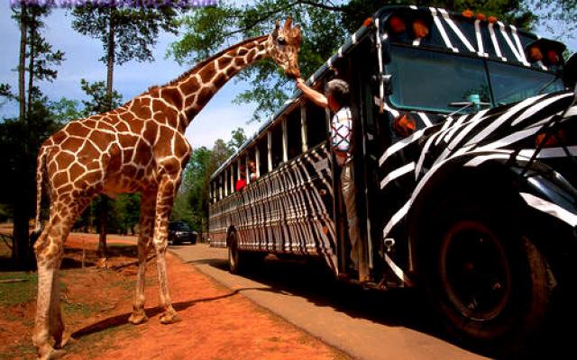 Excursion tour to Wildlife Safari in Georgia Trip Packages