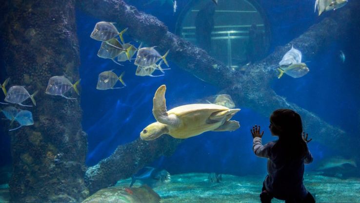 Virginia Aquarium Trip Packages