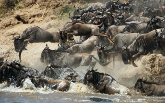Wildebeest Migration- Once in a Lifetime  Trip Packages