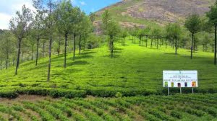 Munnar and Kumarakom Tour Package for 4 Days 3 Nights from Munnar
