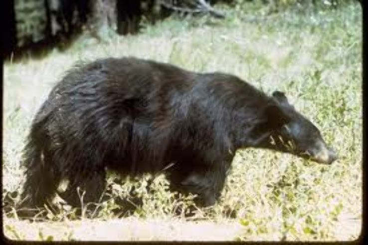 Yellowstone Bear World  Trip Packages