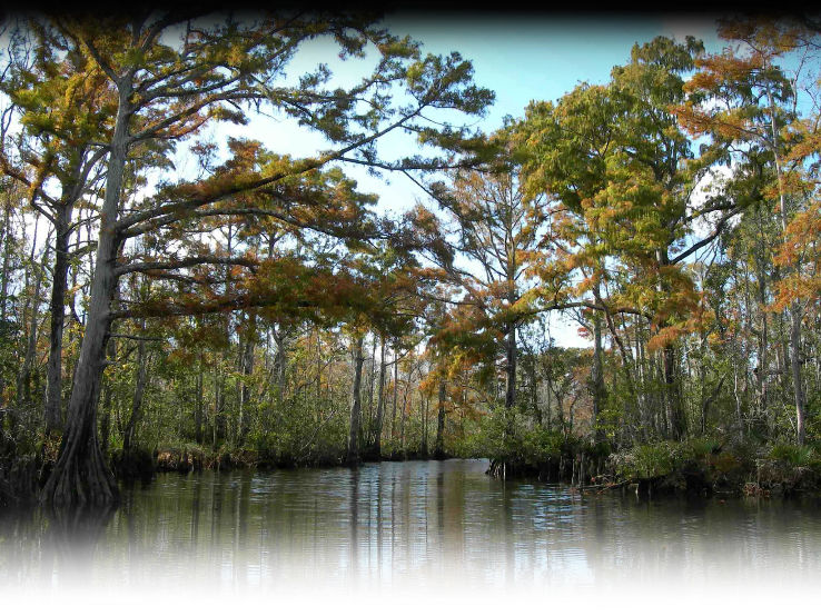 McCoys River and Marsh Tours Trip Packages