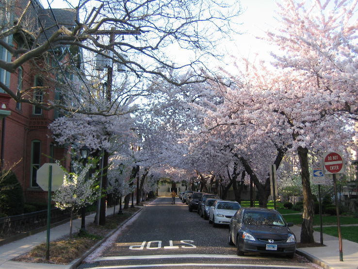 Wooster Square Historical District  Trip Packages