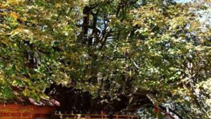 4 Days Dehradun to joshimath Holiday Package