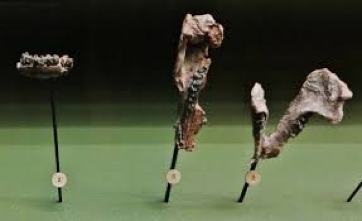 Fukui Prefectural Dinosaur Museum Trip Packages