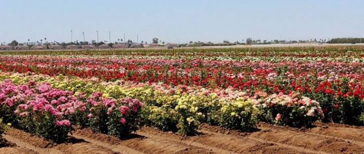 Rose Garden Trip Packages