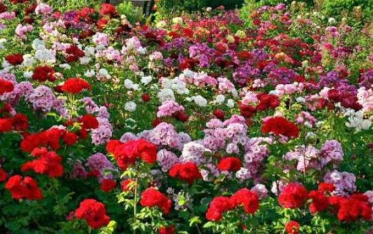 zakir hussain rose garden Trip Packages